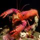 Enoplometopus daumi - homard violet 5-7 cm 31,50 €