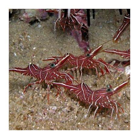 Rhynchocinetes durbanensis - crevette chameau lot de 2 29,90 €