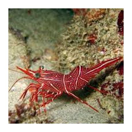 Rhynchocinetes durbanensis - crevette chameau