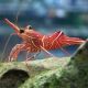 Rhynchocinetes durbanensis - crevette chameau