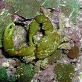Mithrax sculptus - Crabe herbivore (mangeur de Valonia) par 2+1offert