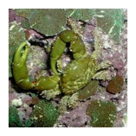 Mithrax sculptus - Crabe herbivore (mangeur de Valonia) par 2+1offert