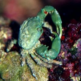 Mithrax sculptus - Crabe herbivore mangeur de Valonia  24,50 €