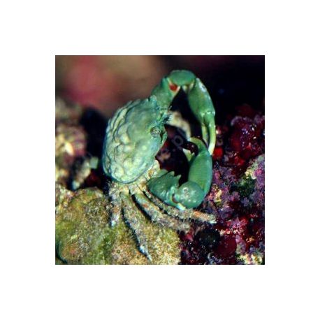 Mithrax sculptus - Crabe herbivore mangeur de Valonia  