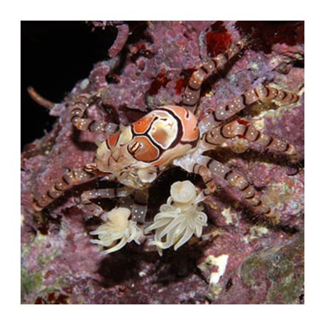 Lybia tesselata - crabe boxeur 1-2 cm 17,90 €