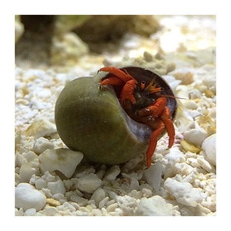 Clibanarius rutilus - Bernard l'ermite rouge nain (lot de 5)
