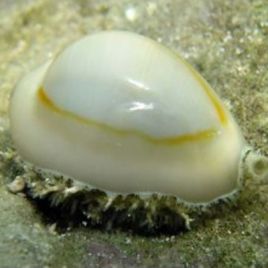 Erosaria annulus 1-2 cm