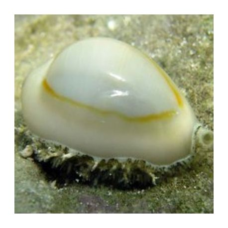 Erosaria annulus 1-2 cm lot de 5