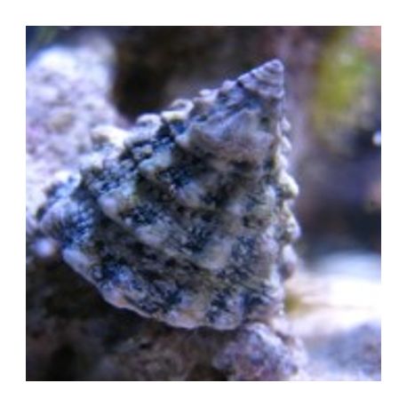 Tectus fenestratus 2-3 cm - escargots mangeurs d'algues (lot de 5)