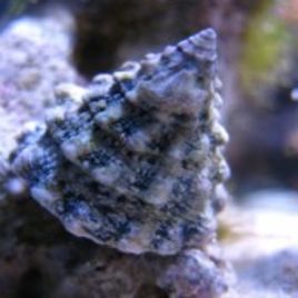 Tectus fenestratus 2-3 cm - escargots mangeurs d'algues (lot de 10) 