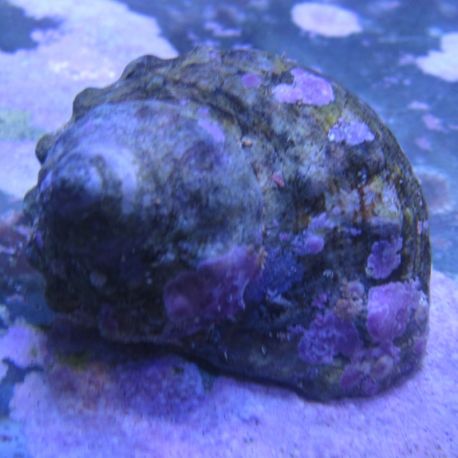 Turbo Mexicain - Turbo Fluctuosus XL 3-5 cm (lot de 2) 34,50 €