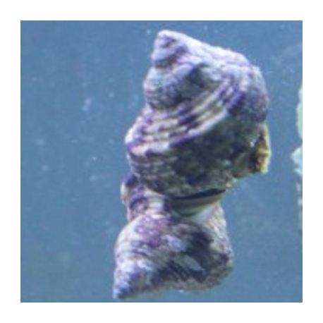 Turbo bruneus - escargots mangeurs d'algues 2-3 cm par 5