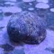 Turbo bruneus - escargots mangeurs d'algues 2-3cm
