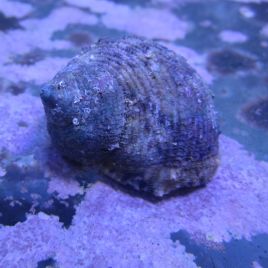 Turbo bruneus - escargots mangeurs d'algues 2-3cm