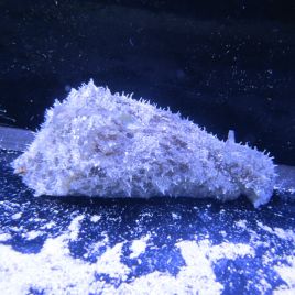 Dolabella auricularia-lièvre de mer  par 2