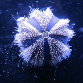 Mespilia globulus - Oursin à courtes épines 2-3 cm(par 2)