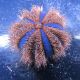 Mespilia globulus - Oursin à courtes épines 2-3 cm 24,90 €