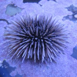 Echinometra mathaei - Oursin perforant  lot de 2