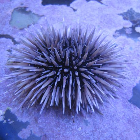 Echinometra mathaei - Oursin perforant  lot de 2