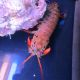 Odontodactylus scyllarus - mante 10 cm 39,50 €