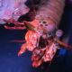 Odontodactylus scyllarus - mante 10 cm 39,50 €