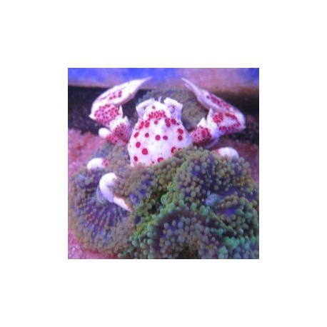 Neopetrolisthes maculatus - Crabe anémone par 2 37,90 €