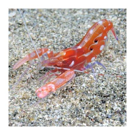 Alpheus armatus 3-5 cm