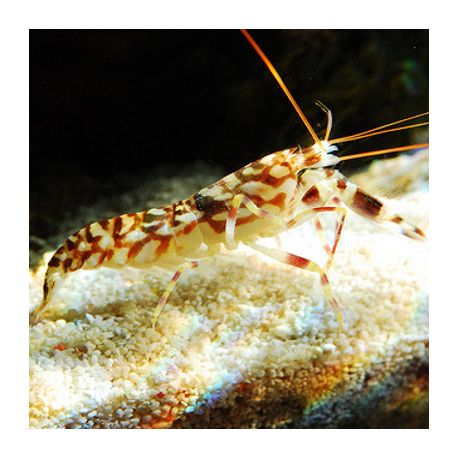 Alpheus bellulus 3-5 cm 24,90 €