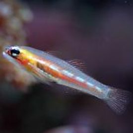 Coryphopterus personatus