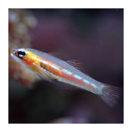 Coryphopterus personatus