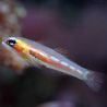 Coryphopterus personatus
