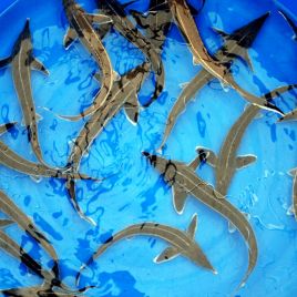 Esturgeon Sterlet 20-25 cm Esturgeons 19,50 €