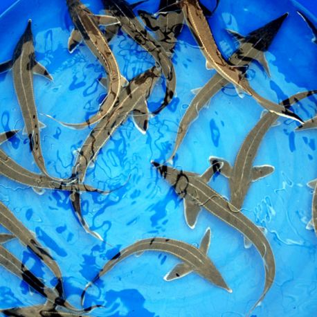 Esturgeons* Sterlet 30-35 cm Esturgeons 24,50 €