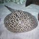 Potamotrygon Sp Pearl 12-15 cm de corps
