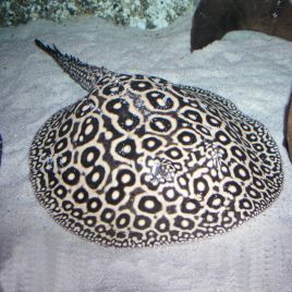 Potamotrygon Sp Pearl 12-15 cm de corps Femelle 