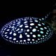 Potamotrygon Leopoldi Black Diamond 15-18 cm 
