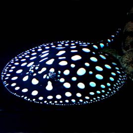 Potamotrygon Leopoldi Black Diamond 20-25 cm femelle