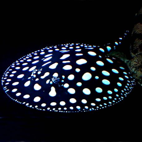 Potamotrygon Leopoldi Black Diamond 15-18 cm 