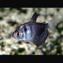 Gymnocorymbus Ternetzi-Tétra Veuve Noire
