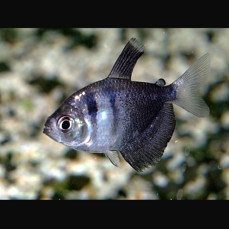 Gymnocorymbus veuve noirs 2,53cm Poissons Tetra (Hy...