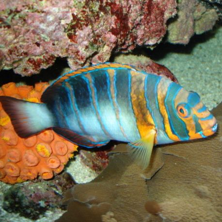 Choerodon Fasciata : 15-20 cm (Australie) 