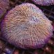 Fungia Mauve 7-8 cm 69,50 €