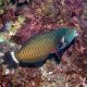 Novaculichthys taeniourus : 4-6 cm  
