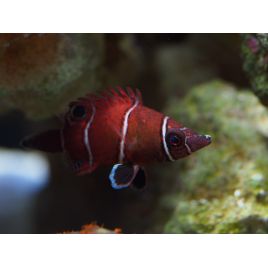 Wetmorella albofasciata : 3 à 4 cm  