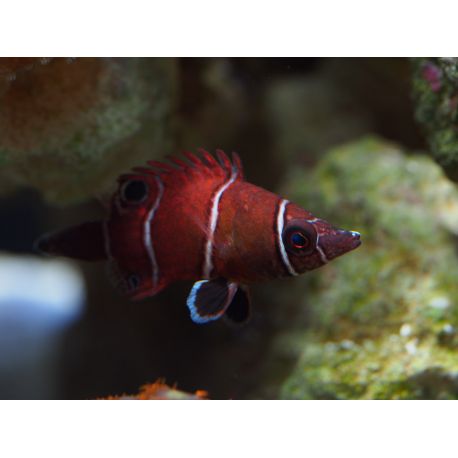 Wetmorella albofasciata : 3 à 4 cm  