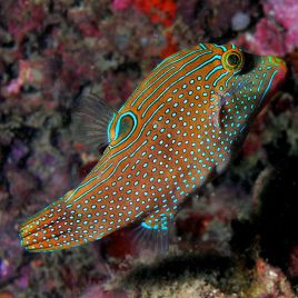 Canthigaster solandri : 3 à 5 cm  32,50 €