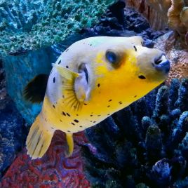 Arothron citrinellus : 15 cm  475,00 €