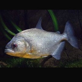 Serrasalmus Rhombeus noirs sauvages 12cm