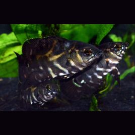 Astronotus Ocellatus Sauvages taille S