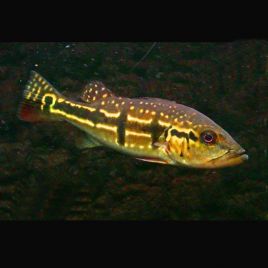 Cichlasoma orinocensis (coloration juvénile) 5-6 cm